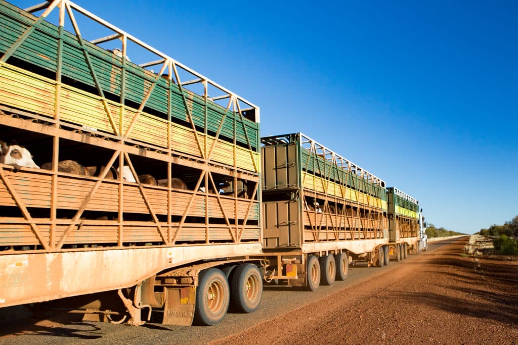 Viehtransporter, Viehwagen, Tiertransporter für Rinder